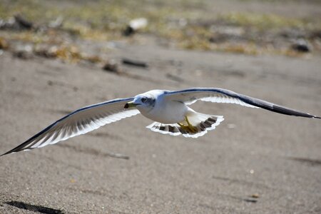 Bird wild birds seabird photo