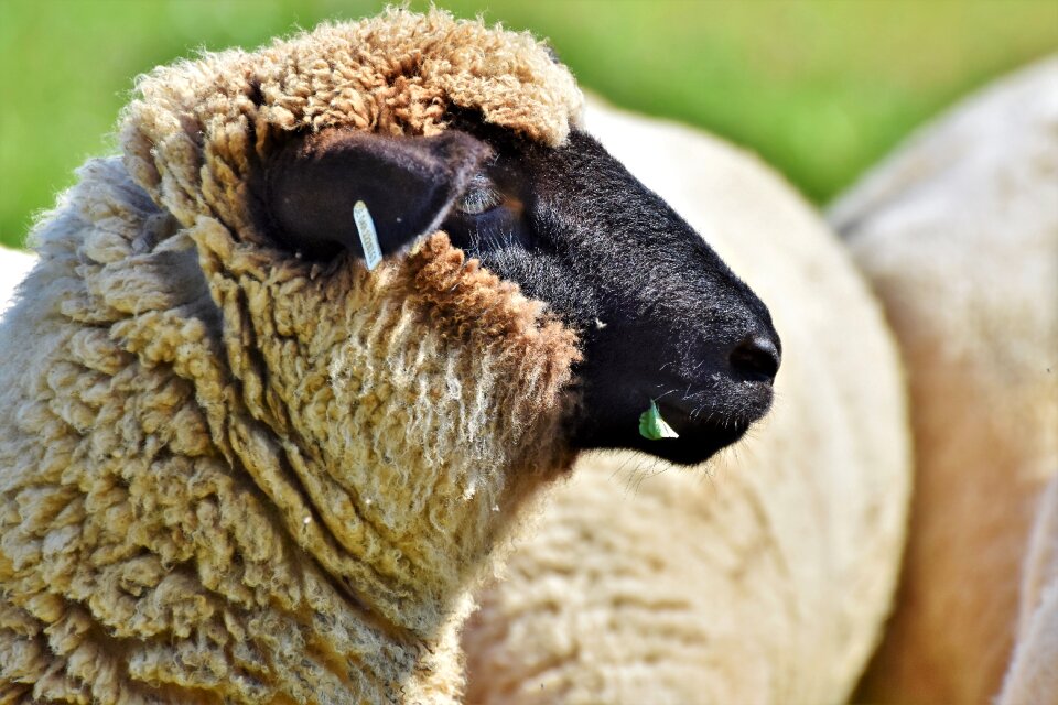 Herd animal flock of sheep animal