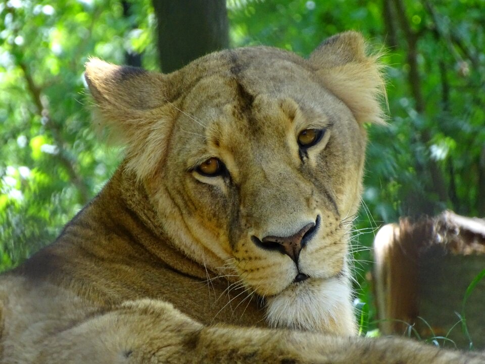 Mammal animal zoo