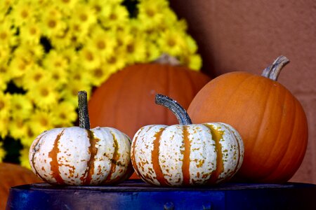 Halloween harvest decoration
