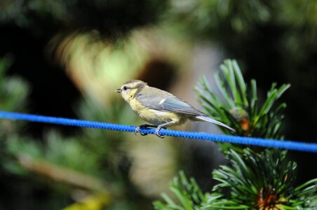 Cute blue tit small bird photo