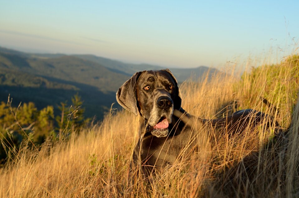 Great dane watches autumn