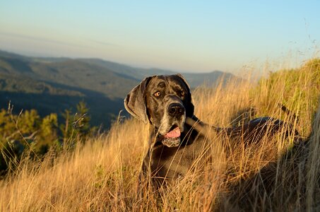 Great dane watches autumn