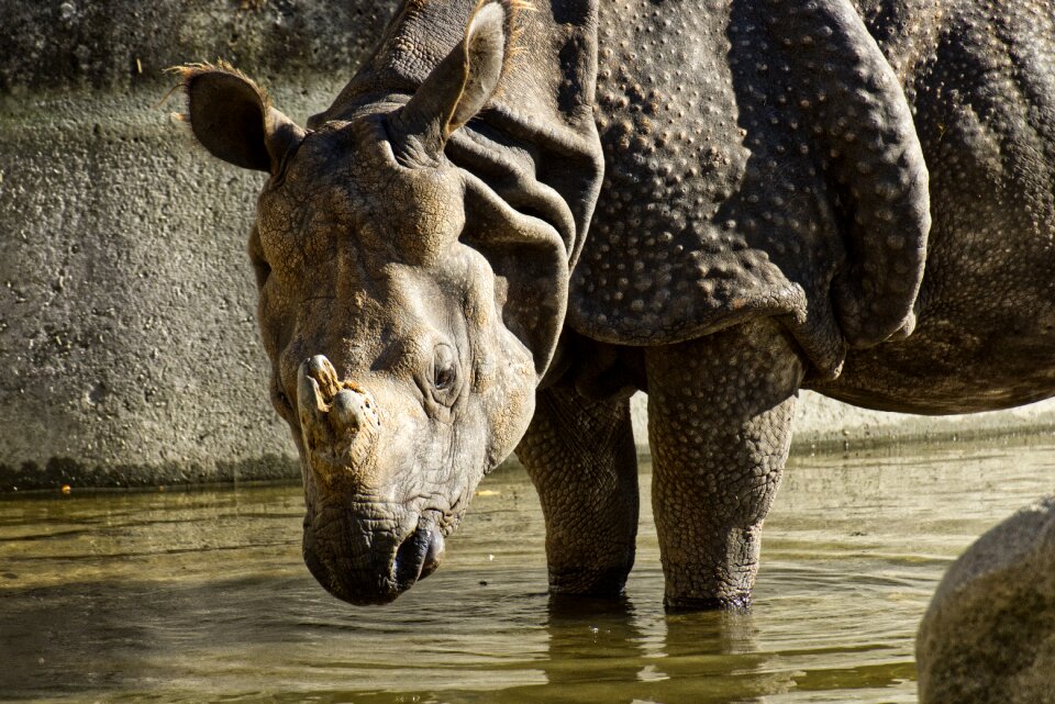 Pachyderm rhinoceros zoo