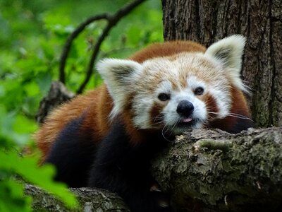 Cute panda nature