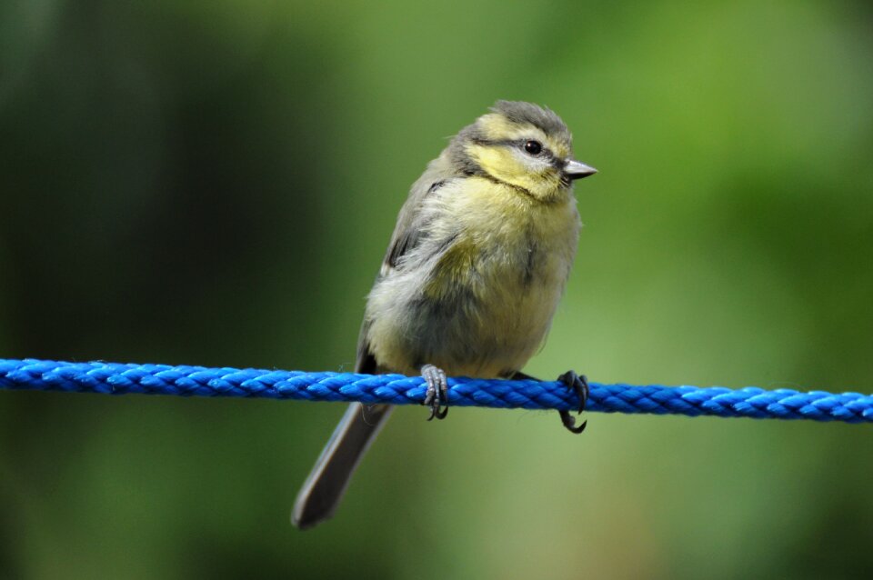 Young garden small bird