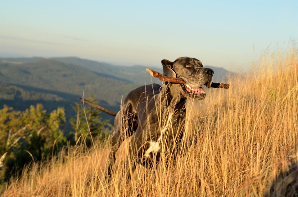 Great dane aport autumn