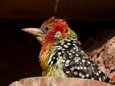 Birds sitting beak