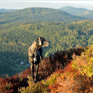 Great dane watches autumn