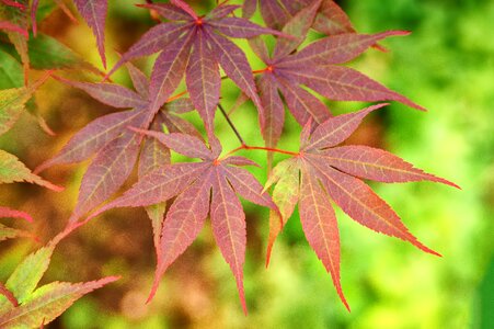 Leaf nature red