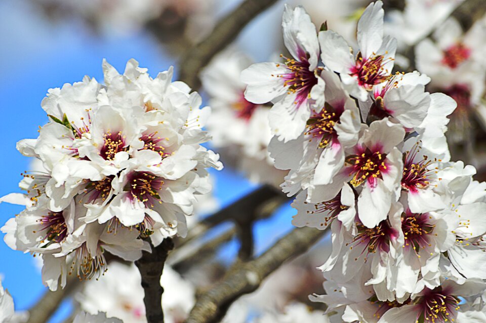 Flowers flowers almond tree spring