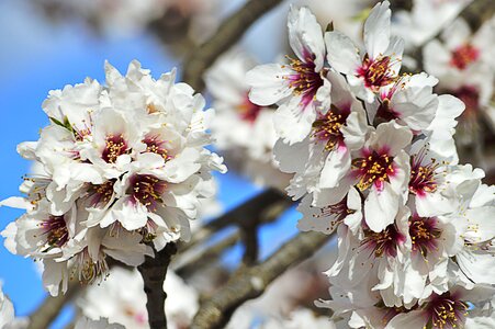 Flowers flowers almond tree spring photo