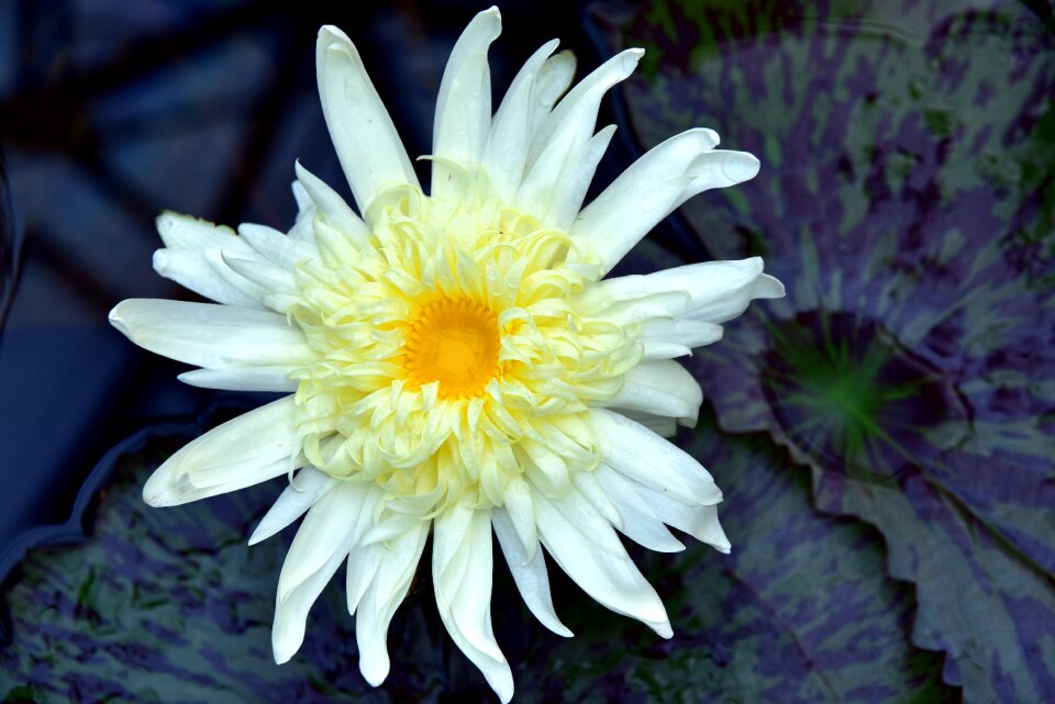 Nature blossom bloom