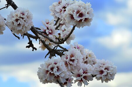 February almond tree nature flowers photo