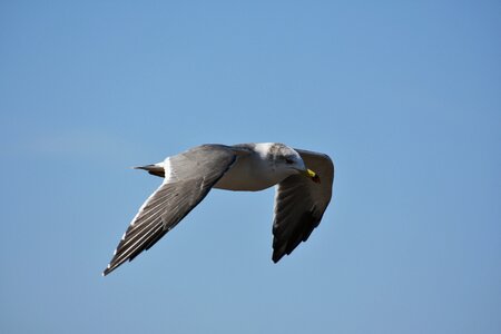 Wild birds seabird sea gull