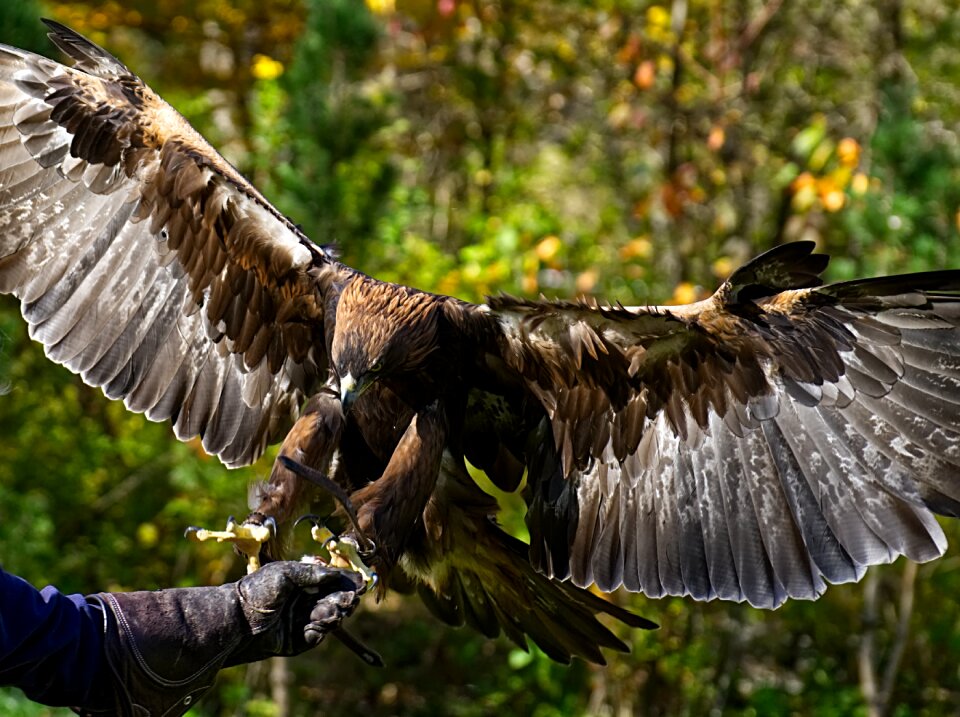 Eat bird of prey animal