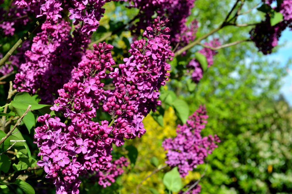 Flower nature plant