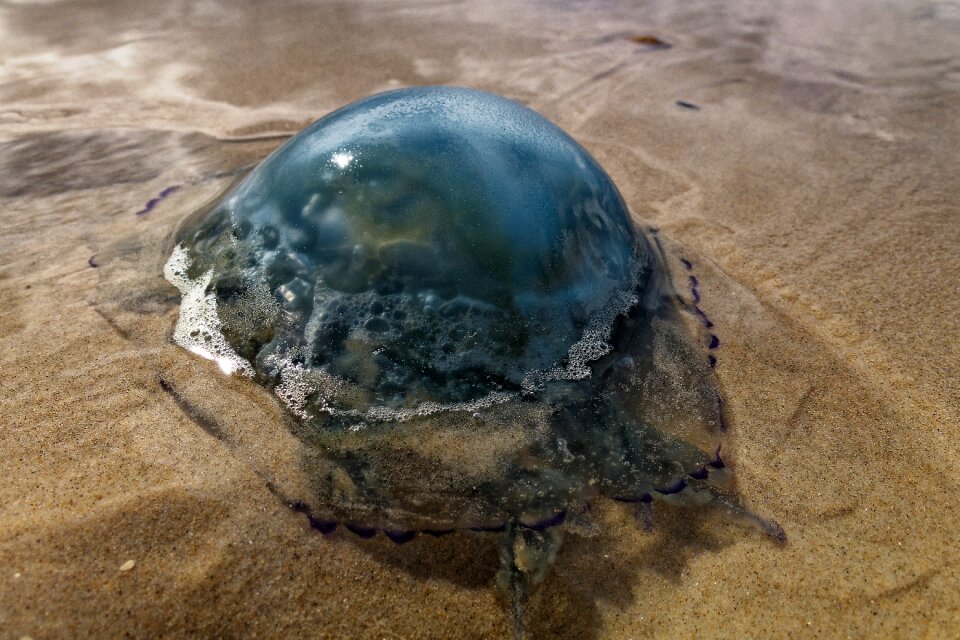 Sea denmark water