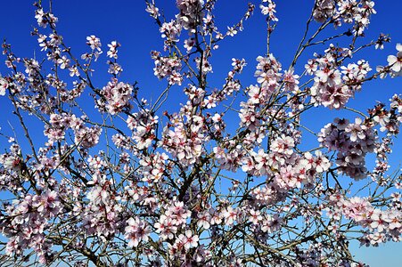 Almond tree in blossom spring flowering almond trees