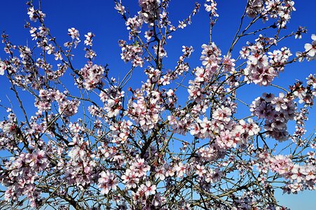 Almond tree in blossom spring flowering almond trees