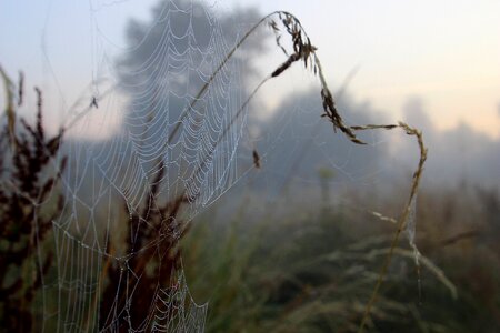 Dewdrops fog sunrise