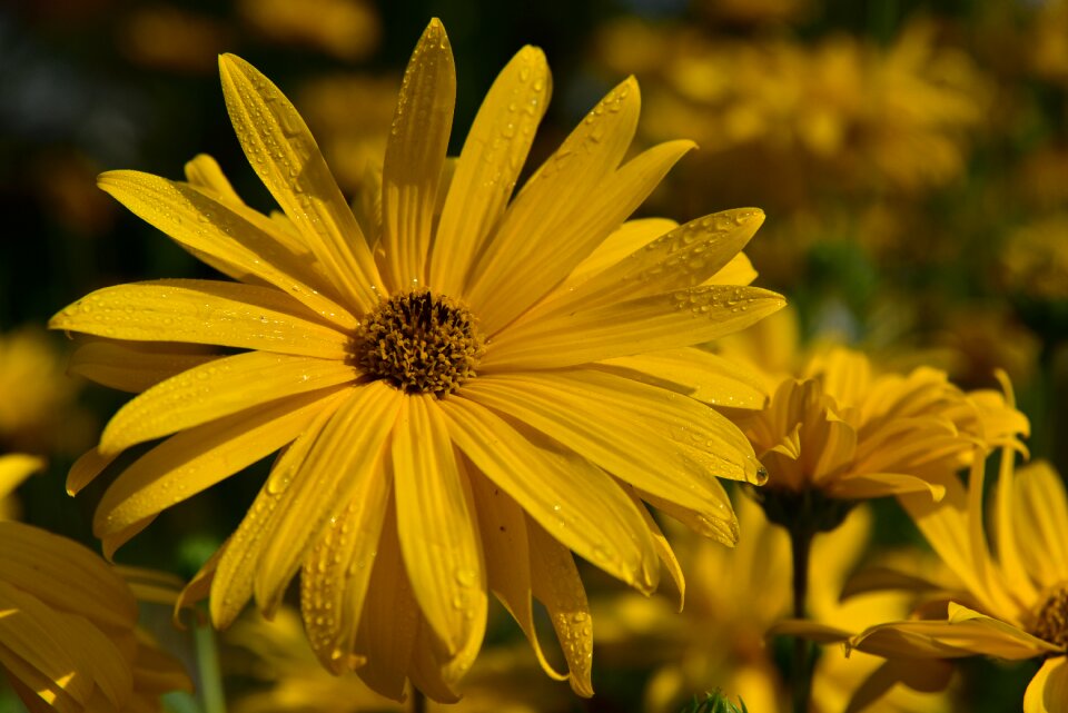 Nature flower blossom
