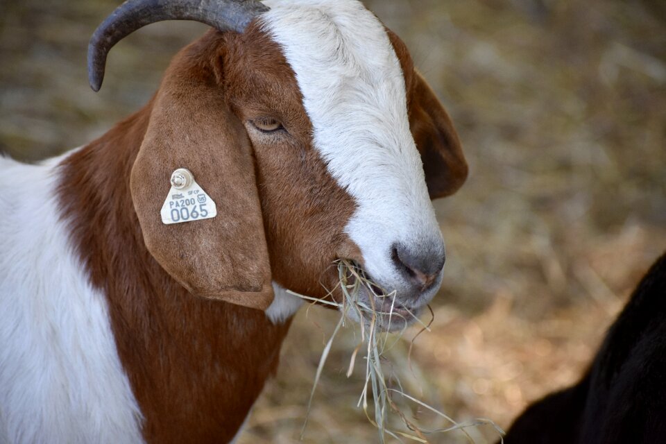 Livestock mammal horns