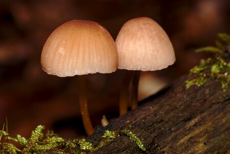 Forest close up mini mushroom