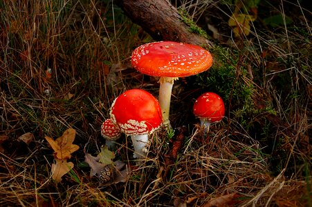 Toxic mushroom red photo