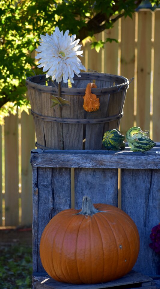Gourd crate basket