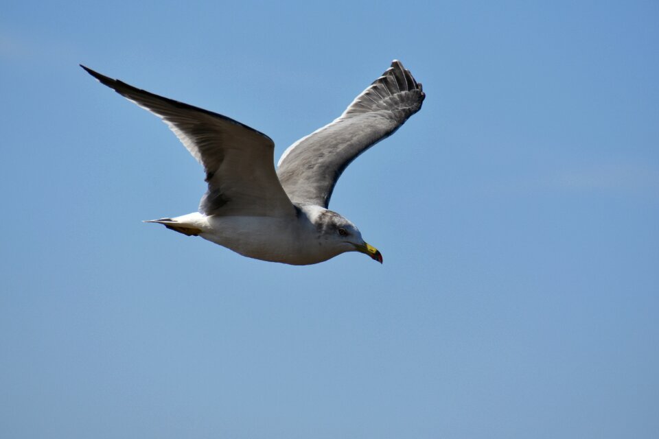 Wild birds seabird sea gull