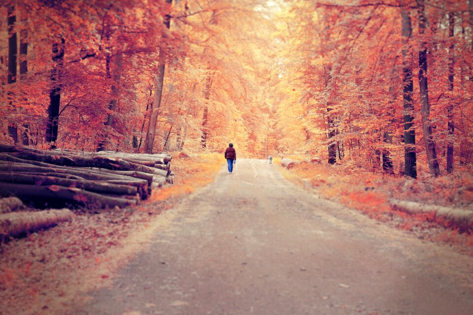 Landscape park wood