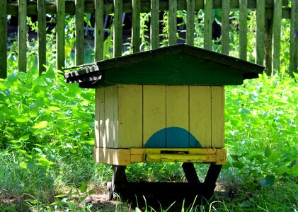 Insect bee-keeping to collect