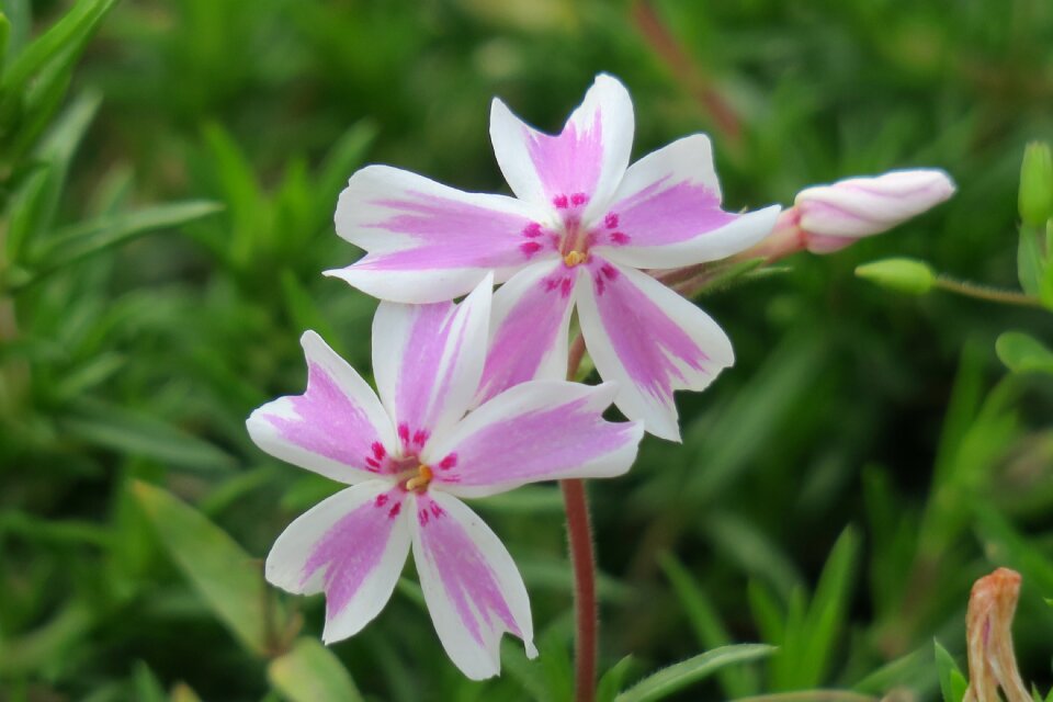 Natural wild flowers bloom