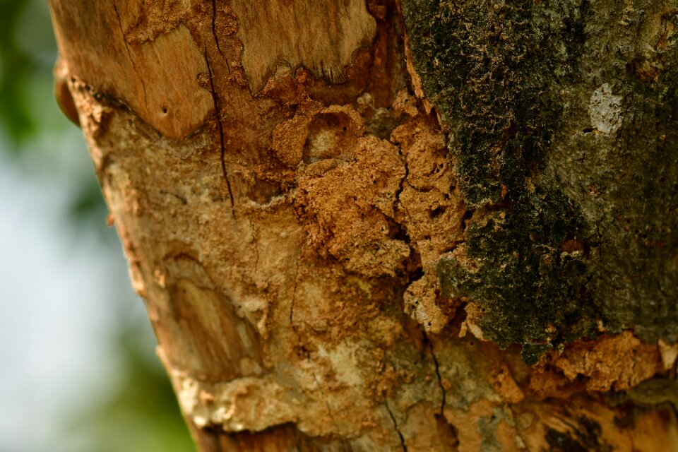 Timber rough surface
