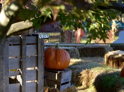 Rural nature harvest