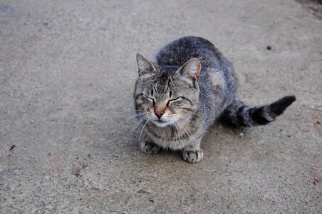 Cute cat happy cat happy