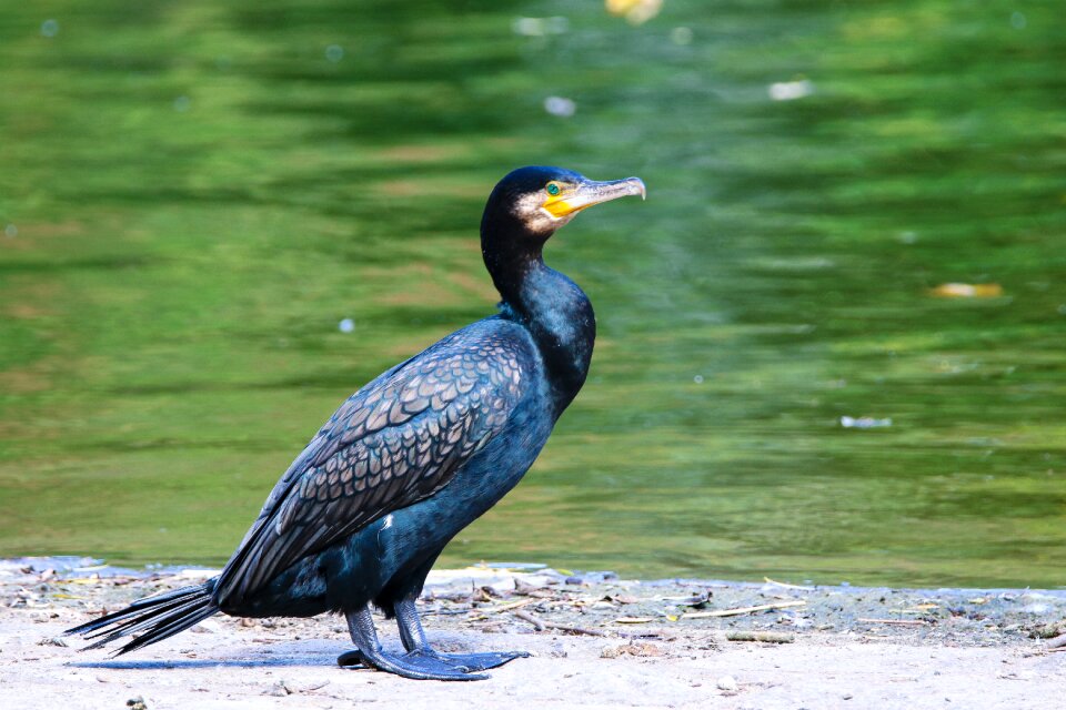 Cormorant water bird bill