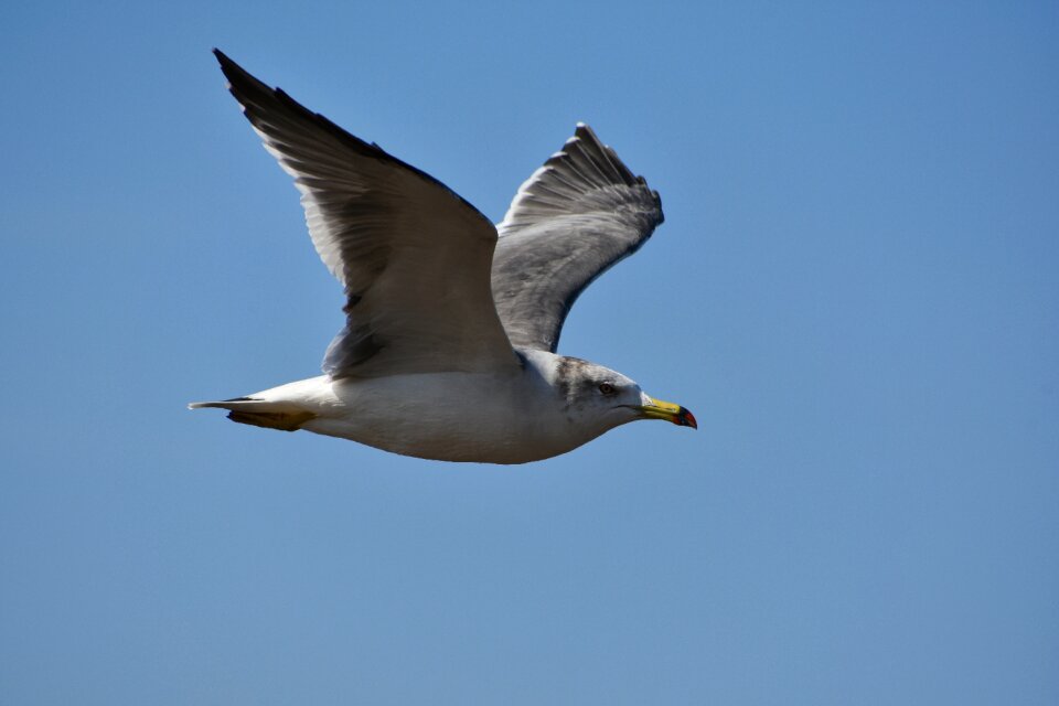Wild birds seabird sea gull