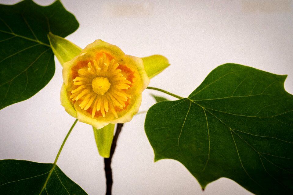 Spring flower blossom