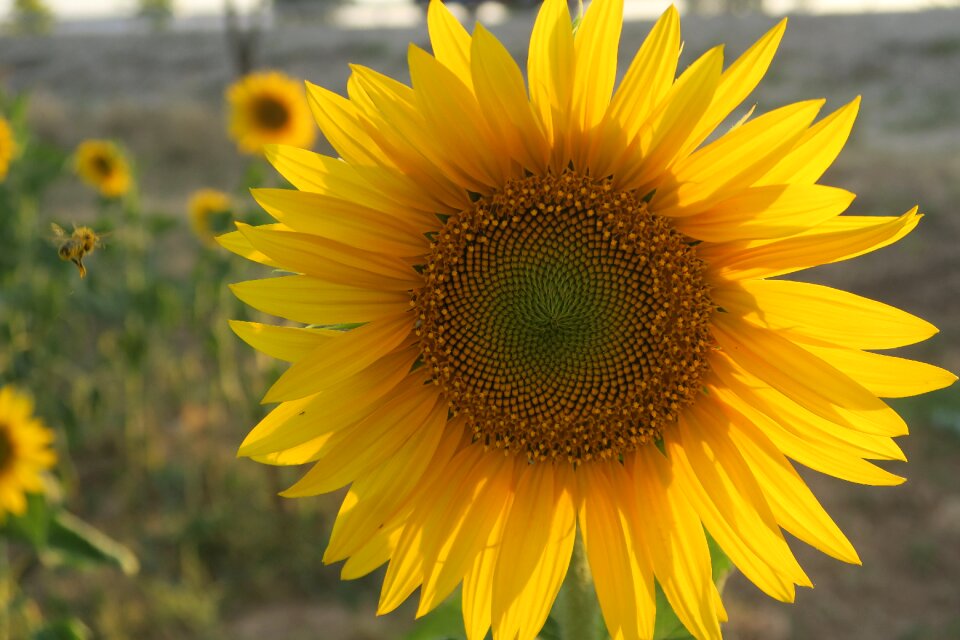 Yellow nature summer