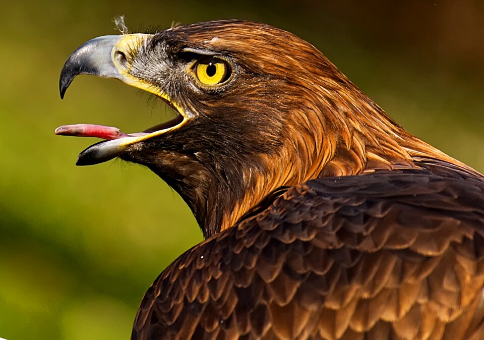 Eat bird of prey animal