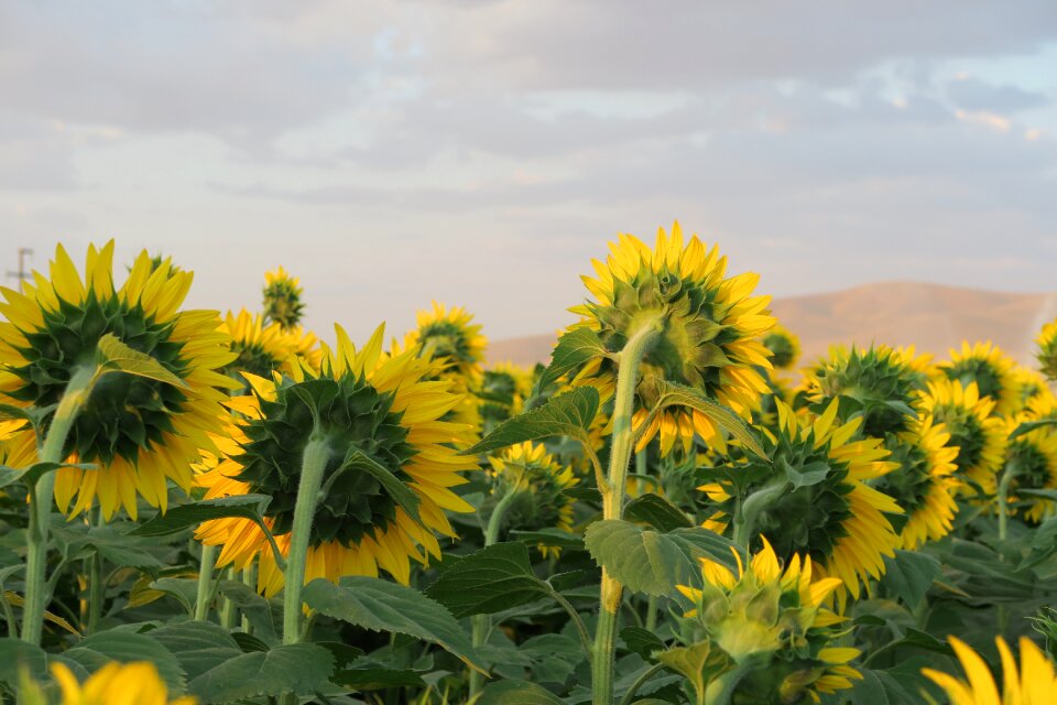 Plant nature flower