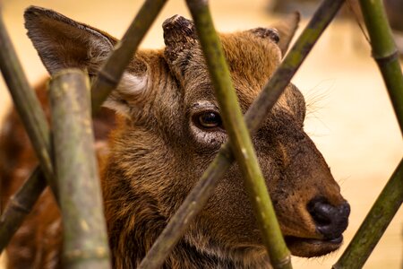 Small deer mammal natural