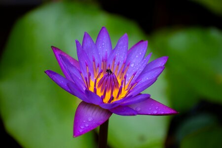 Purple flower aquatic plant closeup photo