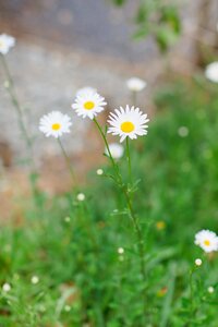 Daisy wildflowers flora