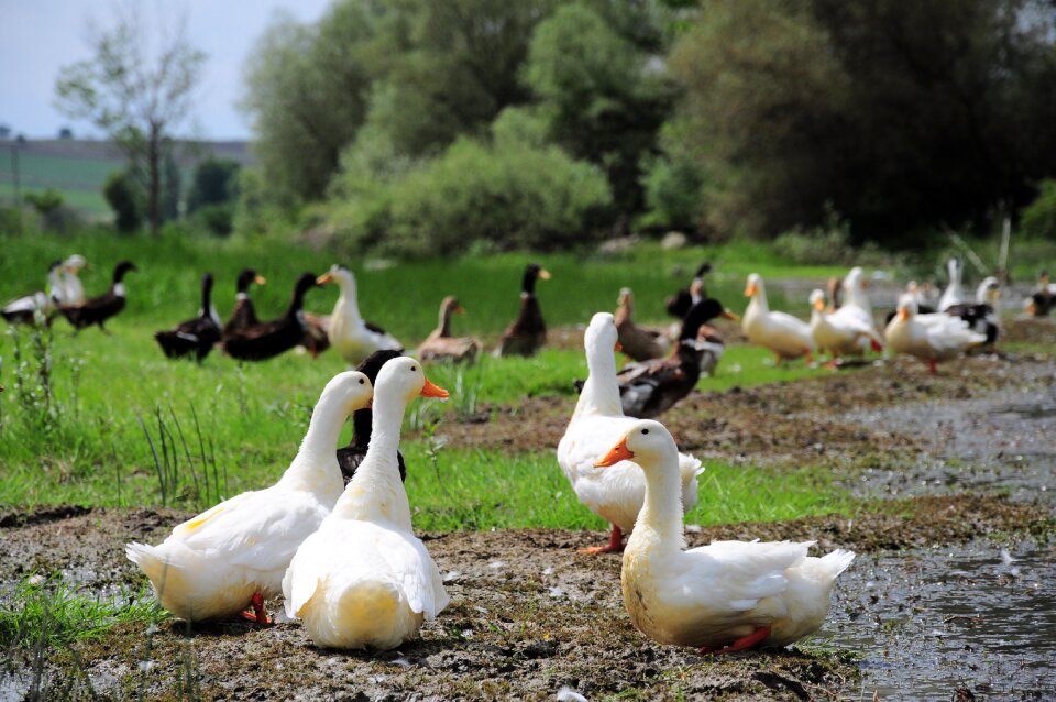 Duck pictures animal animals