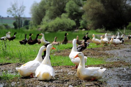 Duck pictures animal animals