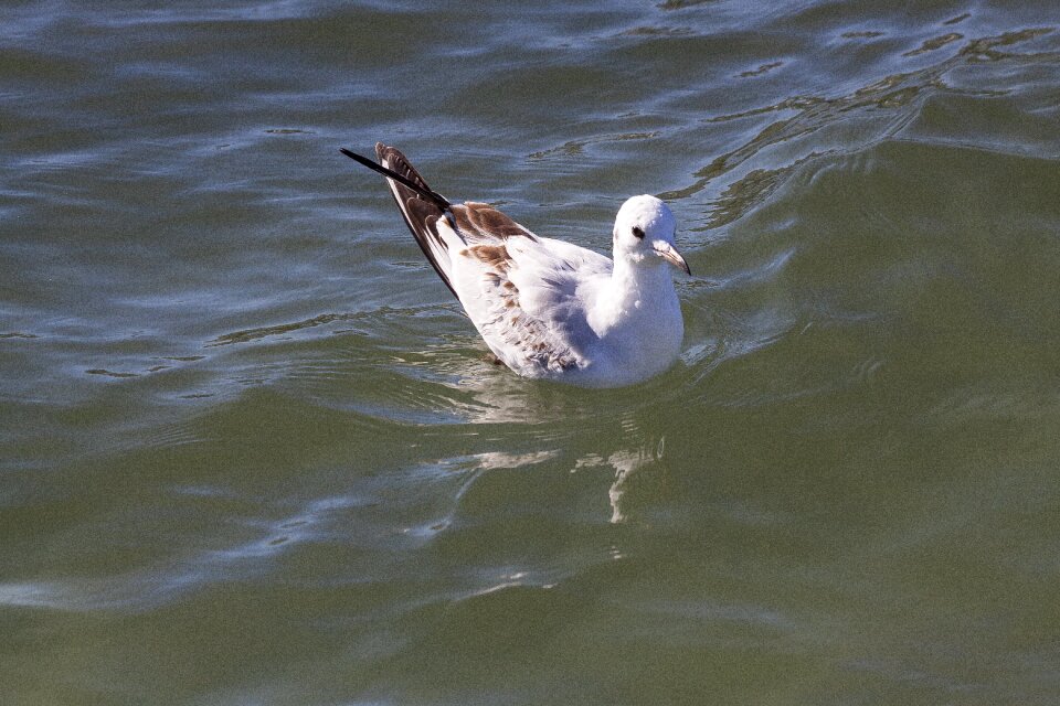 Bird nature beach
