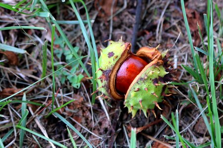 Thorny horse chestnut nature